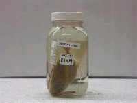 藏品(六帶鰺)的圖片